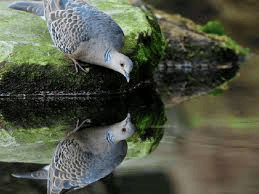 reflexii